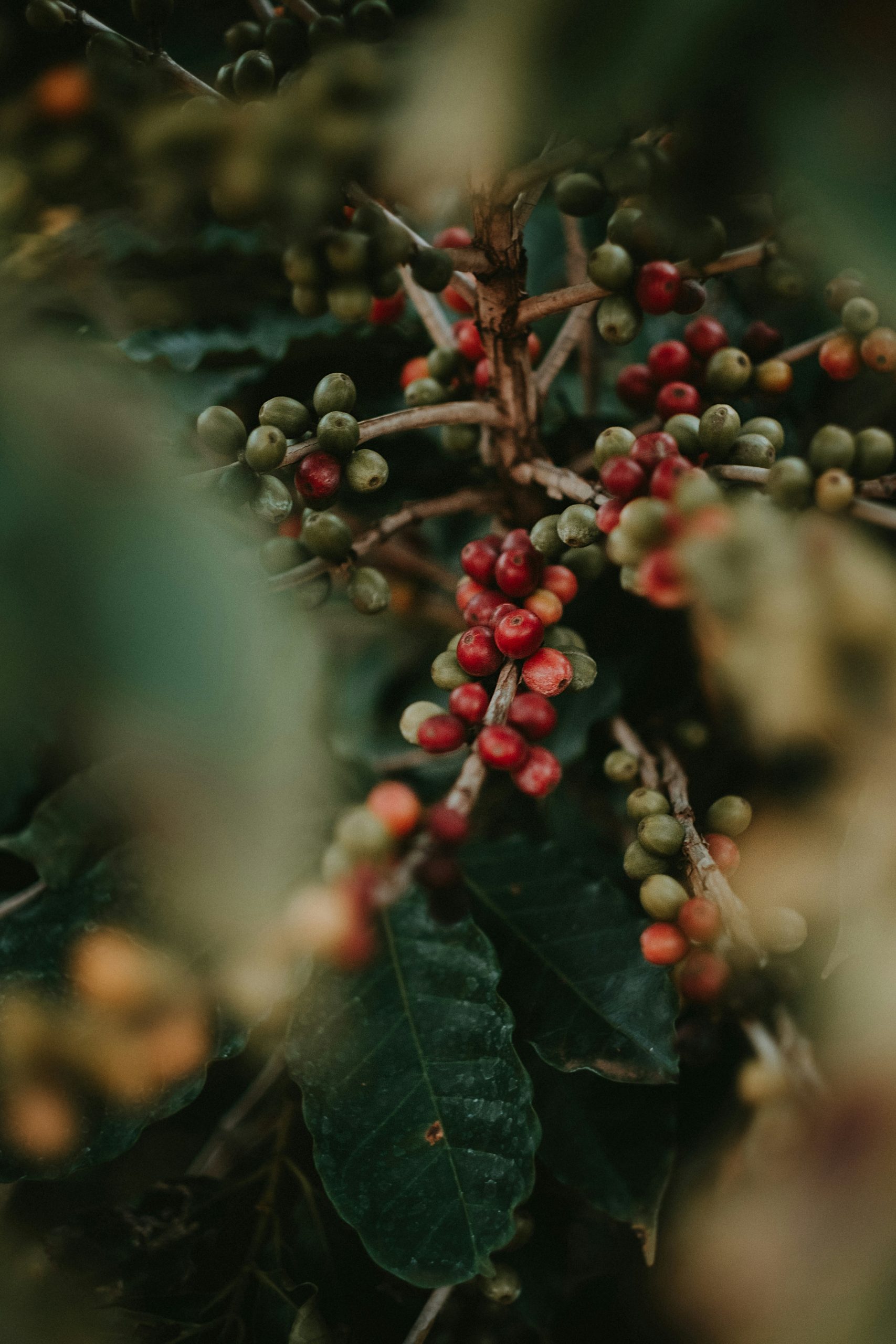 The Map in Your Mug: Why Coffee Grown 50 Miles Apart Tastes Like Two Different Drinks